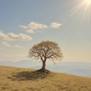 A beautiful, serene painting of a lone tree on a hill, full-body view, wide shot, with visible roots and branches, set against a clear blue sky with a few puffy white clouds, warm sunlight casting a gentle glow, oil painting style, high level of detail, on a plain white background