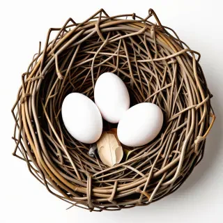 robin's nest with three eggs in it