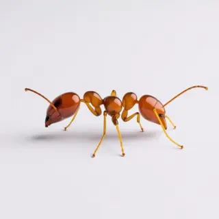 red ant