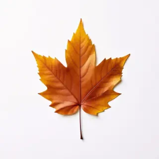 maple leaf
