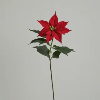 A single red poinsettia flower with a long green stem and dark green leaves, full-body view, on a plain white background, photographed in a studio with soft, natural light, in the style of a botanical illustration, on a plain white background, even lighting 