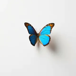 flying butterfly