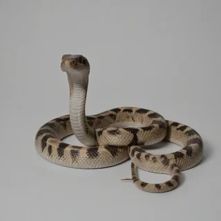 Cobra snake, on a plain white background, even lighting 