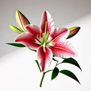stargazer lilly