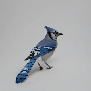 A hyper-realistic blue jay with vibrant blue and white feathers, in a wide shot with its feet visible, set against a plain white background, in the style of a high-definition wildlife photograph, on a plain white background, even lighting 