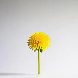 yellow dandelion flower