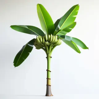 banana tree with bananas on it